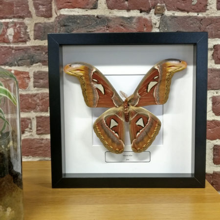 Attacus atlas