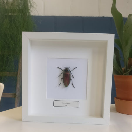 Euchroma gigantea