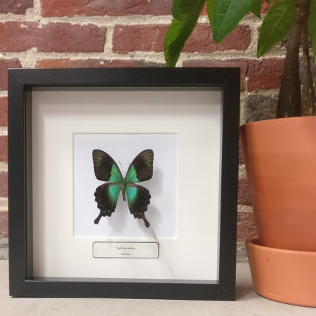 Papilio peranthus