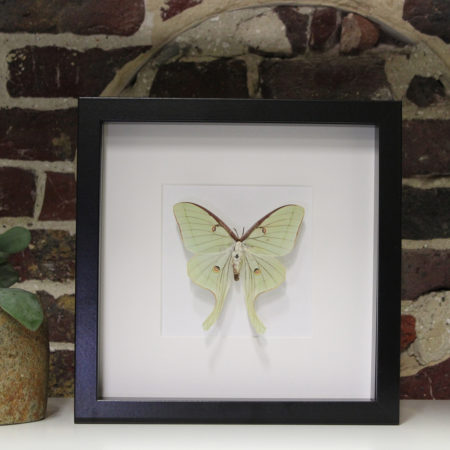 Actias luna