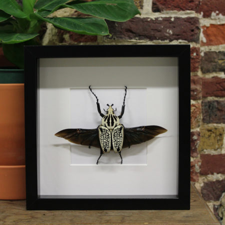 Goliathus orienthalis