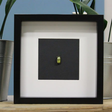 Chrysina resplendens