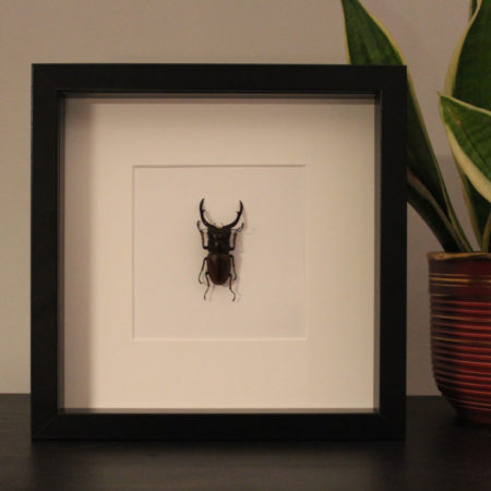 Prosopocoilus astacoides