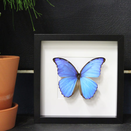 Morpho didius
