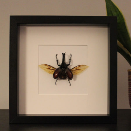 Xylotrupes gideon