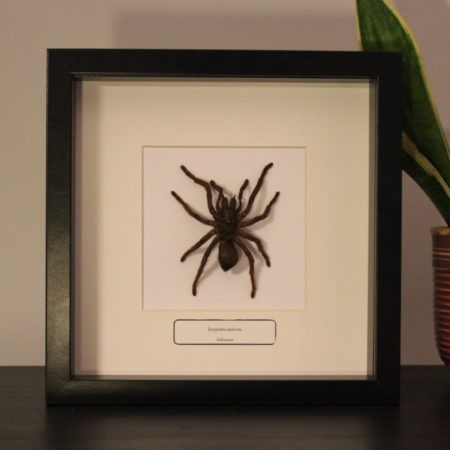 Eurypelma spinicrus